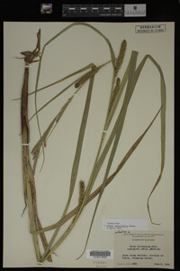Carex laeviconica image