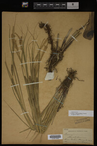 Carex laeviconica image
