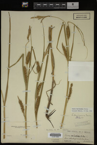 Carex laeviconica image