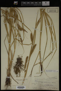 Carex laeviconica image