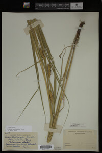 Carex laeviconica image
