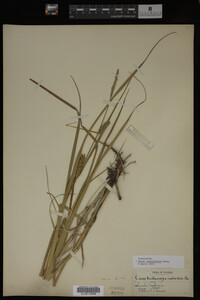 Carex laeviconica image