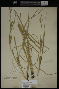Carex laeviconica image