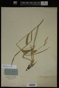 Carex laeviconica image