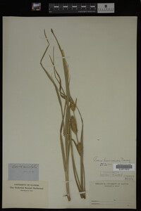 Carex laeviconica image