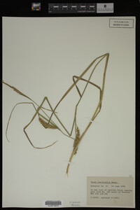 Carex laeviconica image
