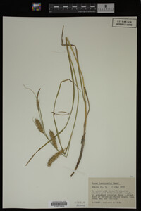 Carex laeviconica image