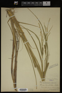 Media resource of Carex laeviconica
