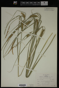Carex laeviconica image