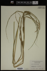 Carex laeviconica image