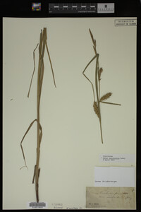 Carex laeviconica image