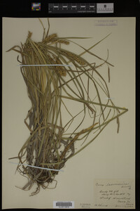 Carex laeviconica image