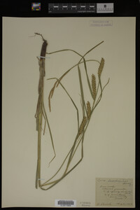 Carex laeviconica image