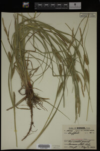 Carex laeviconica image