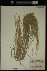 Carex laeviconica image