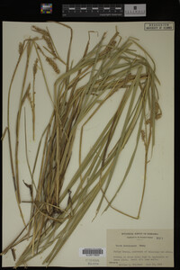 Carex laeviconica image