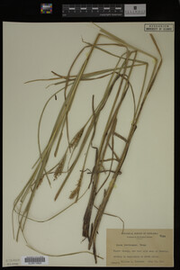 Carex laeviconica image