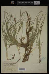 Carex laeviconica image