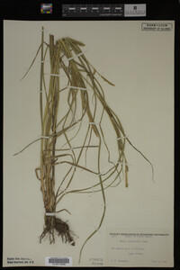 Carex laeviconica image
