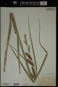 Carex hyalinolepis image