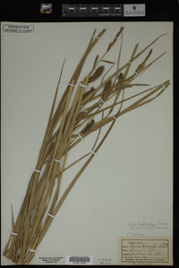 Carex hyalinolepis image