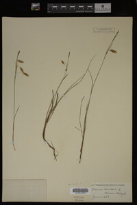 Carex limosa image
