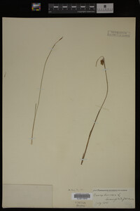 Carex limosa image