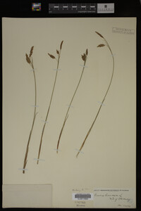 Carex limosa image