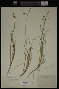 Carex limosa image