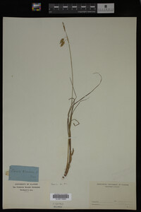 Carex limosa image