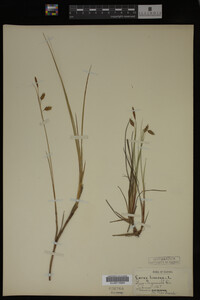 Carex limosa image