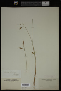 Carex limosa image