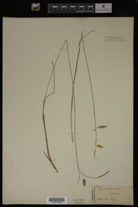Carex limosa image