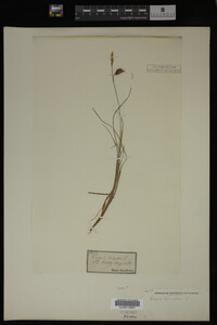 Carex limosa image