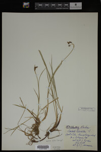 Carex limosa image