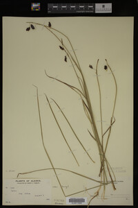 Carex limosa image