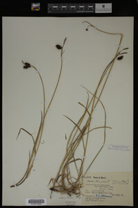 Carex limosa image