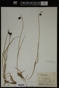Carex limosa image