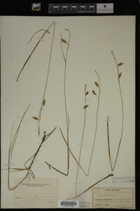 Carex limosa image