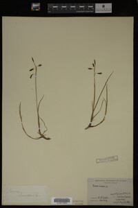 Carex limosa image