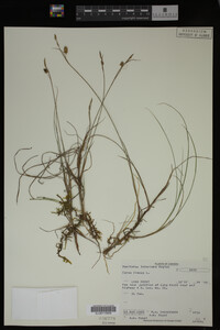 Carex limosa image