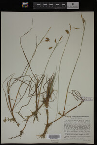 Carex limosa image