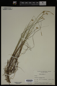 Carex limosa image