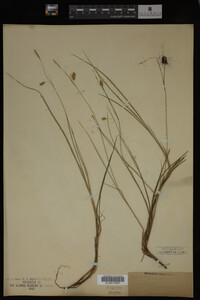 Carex limosa image