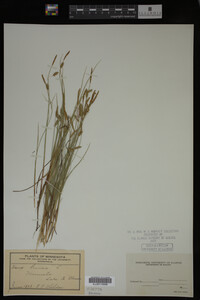 Carex limosa image