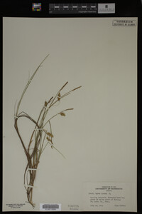 Carex limosa image