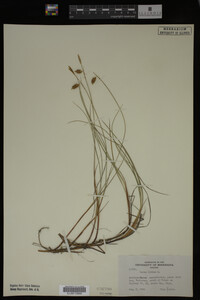 Carex limosa image