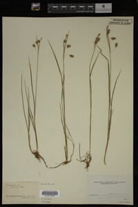 Media resource of Carex limosa