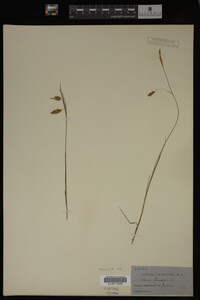 Carex limosa image