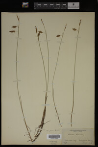 Carex limosa image